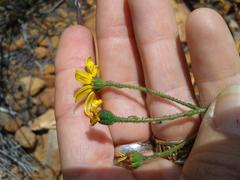 Osteospermum polygaloides polygaloides