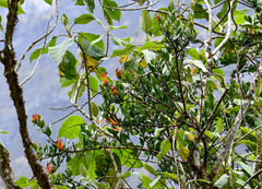 Tristerix longibracteatus
