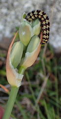 Albuca flaccida