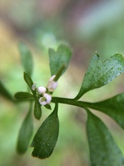 Cardamine oligosperma