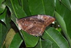 Morpho telemachus
