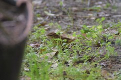 Urosphena squameiceps