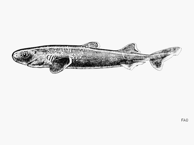 Taillight Shark