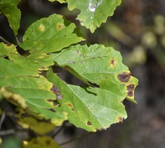 Phyllosticta hamamelidis