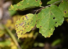 Phyllosticta hamamelidis