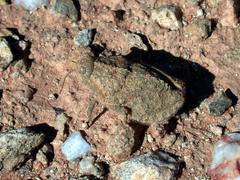 Trachypetrella anderssonii