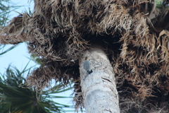 Melanerpes aurifrons