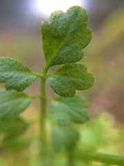Cardamine oligosperma