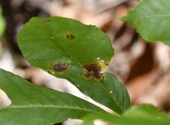 Gnomonia caryae