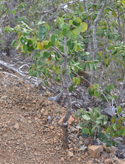 Phyllanthus montrouzieri