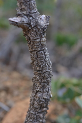 Phyllanthus montrouzieri