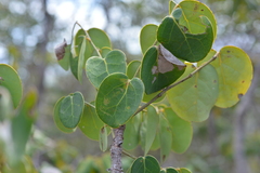 Phyllanthus montrouzieri