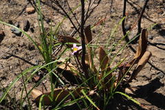 Mairia coriacea