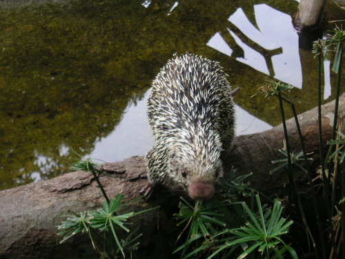 Rothchild's Porcupine (Coendou rothschildi) · iNaturalist