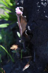 Mairia coriacea