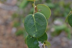 Phyllanthus montrouzieri