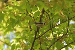 Aegithalos glaucogularis