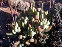Cotyledon papillaris
