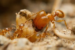 Pheidole spadonia