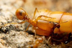 Pheidole spadonia