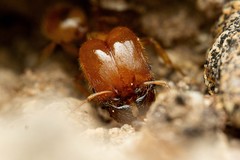 Pheidole spadonia