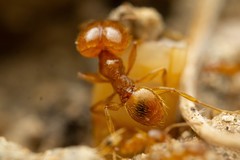 Pheidole spadonia