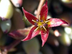 Cotyledon papillaris