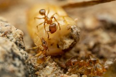 Pheidole spadonia