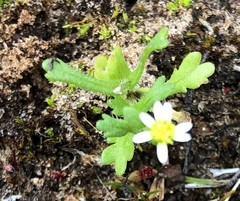 Brachyscome goniocarpa