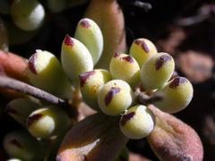 Cotyledon papillaris