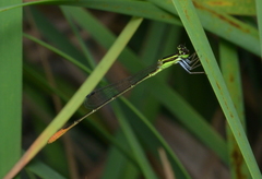 Agriocnemis exsudans