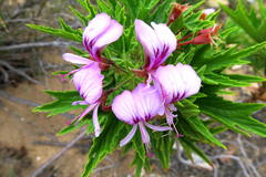 Pelargonium citronellum
