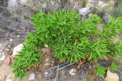 Pelargonium citronellum