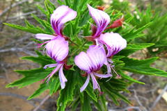 Pelargonium citronellum