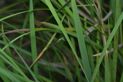 Agriocnemis exsudans