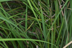 Agriocnemis exsudans