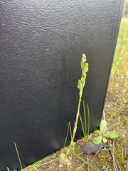 Pterostylis bicolor