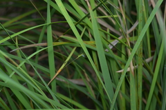 Agriocnemis exsudans