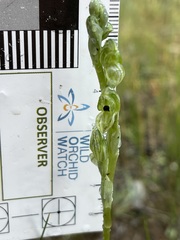 Pterostylis bicolor