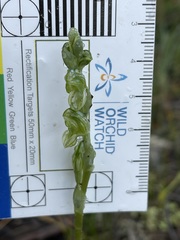 Pterostylis bicolor