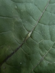 Lasioptera collinsonifolia