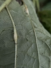 Lasioptera collinsonifolia