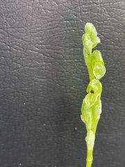 Pterostylis bicolor