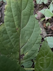 Lasioptera collinsonifolia