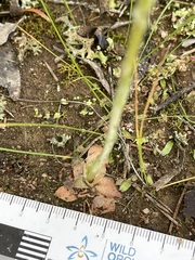 Pterostylis bicolor