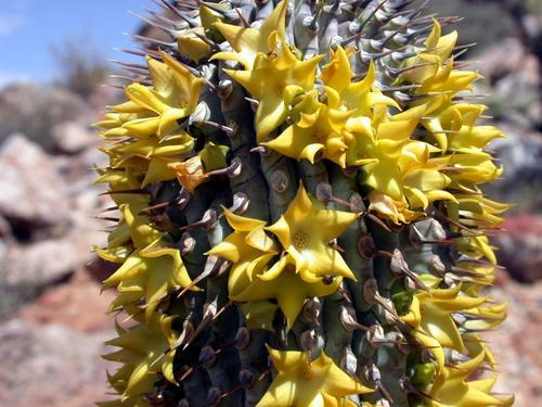 Hoodia alstonii