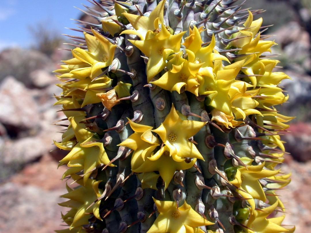 Hoodia alstonii