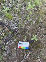 Pterostylis bicolor