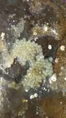 Amphissa versicolor