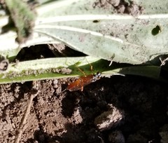 Mesostenus thoracicus